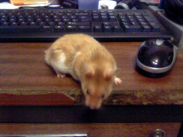 Chopra the Hamster